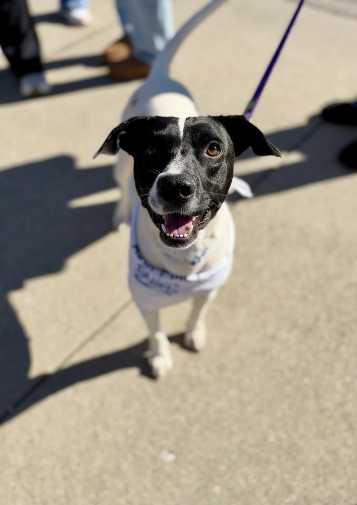 Enlarge Snoopy, a Adoptable mixed breed in Greenlawn, NY image 3/6