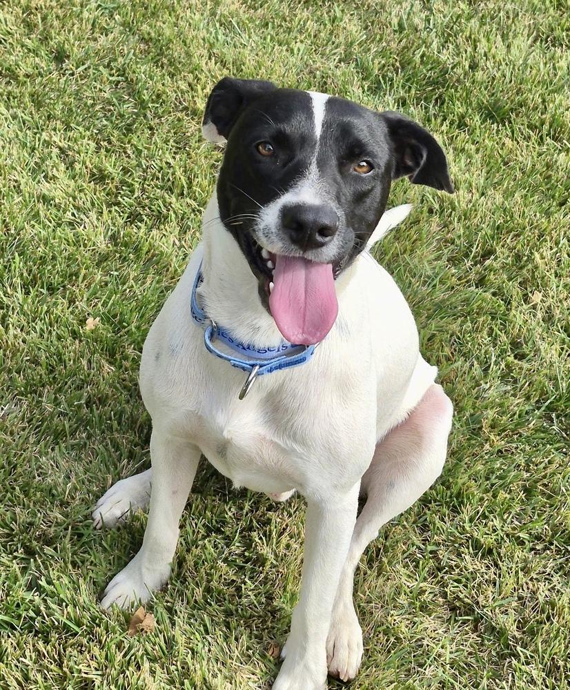 Enlarge Snoopy, a Adoptable mixed breed in Greenlawn, NY image 4/6