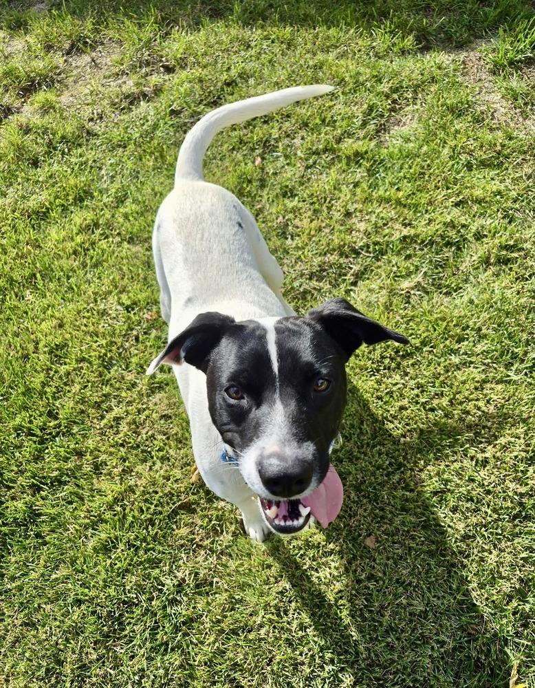 Enlarge Snoopy, a Adoptable mixed breed in Greenlawn, NY image 5/6