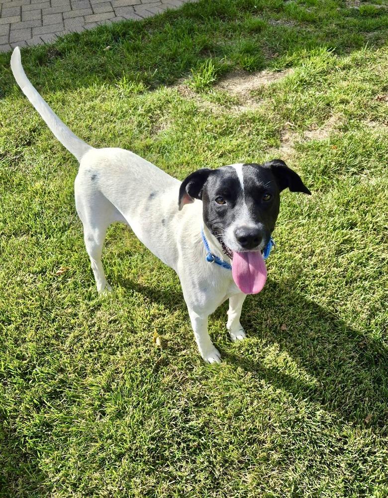 Enlarge Snoopy, a Adoptable mixed breed in Greenlawn, NY image 6/6