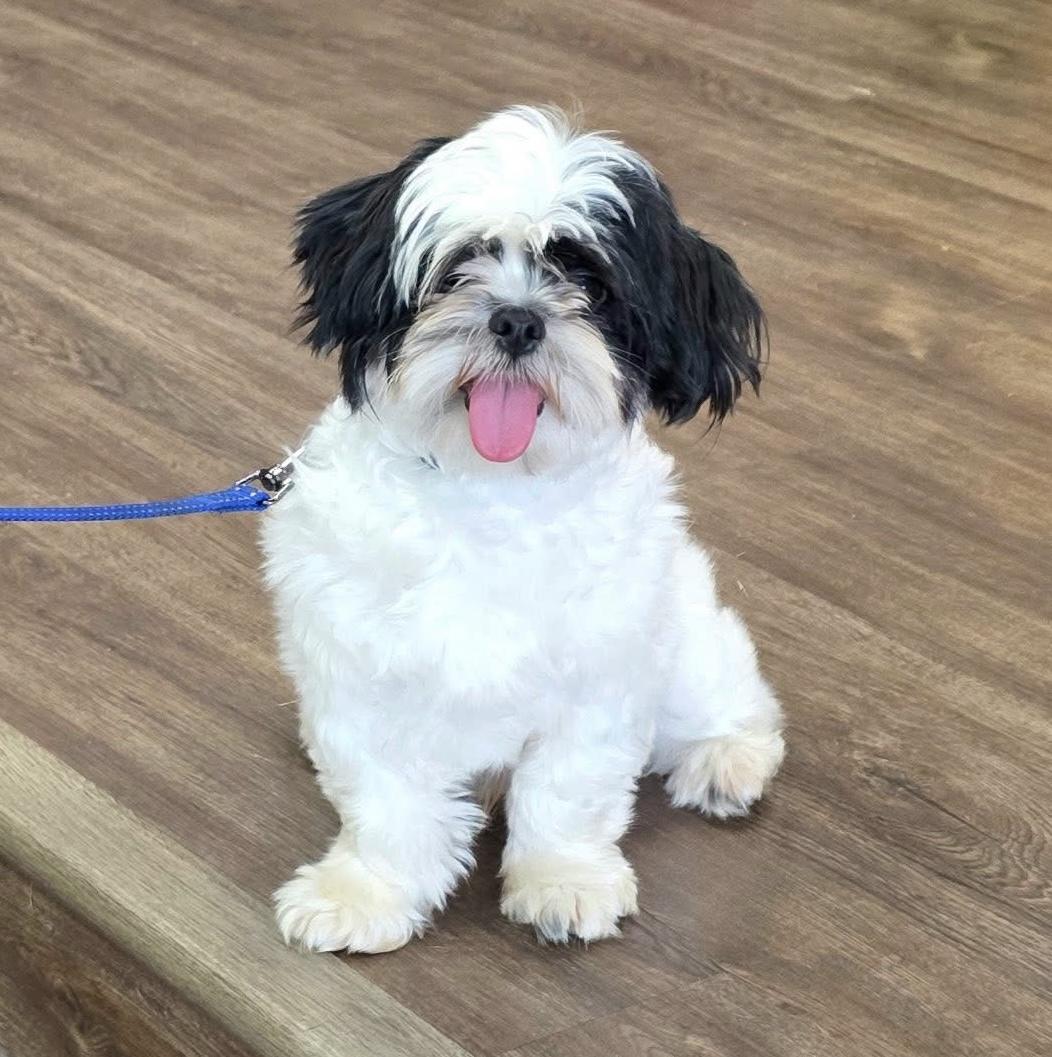 Cooper