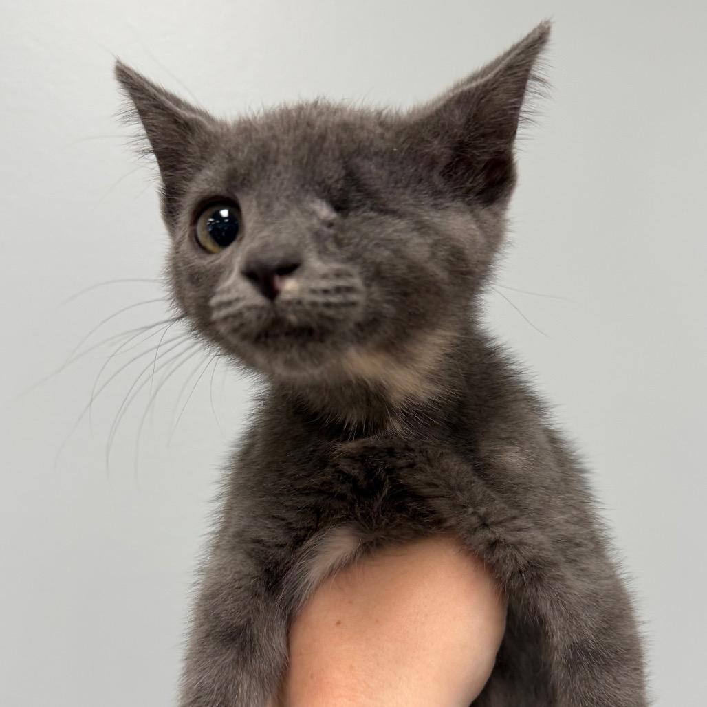 Sweet Pea, Adoptable, Kitten Female Domestic Short Hair.