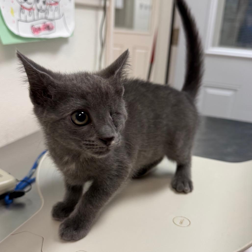 Enlarge Sweet Pea, a Adoptable Domestic Short Hair in Greensboro, GA image 2/3