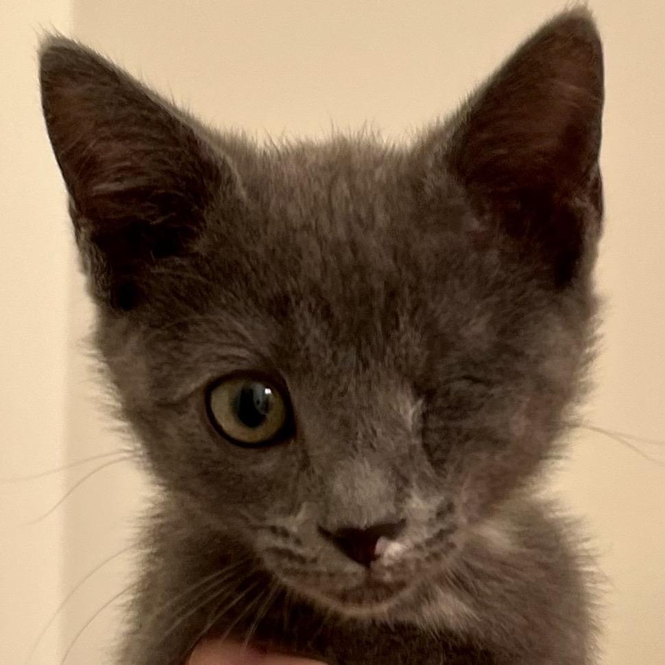 Enlarge Sweet Pea, a Adoptable Domestic Short Hair in Greensboro, GA image 3/3