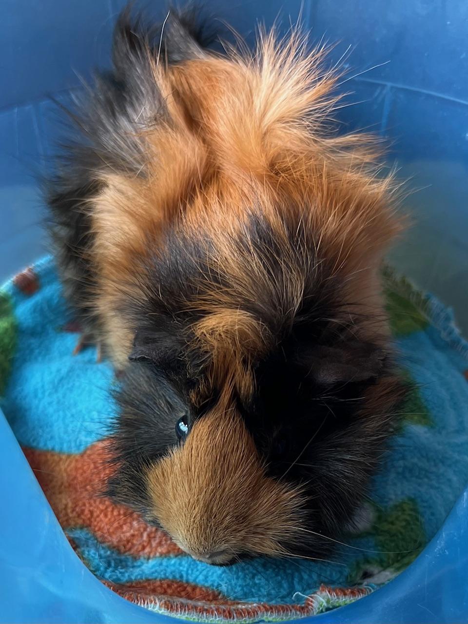 Enlarge Razzle and Dazzle, a Adoptable Abyssinian in Wellington, CO image 3/3