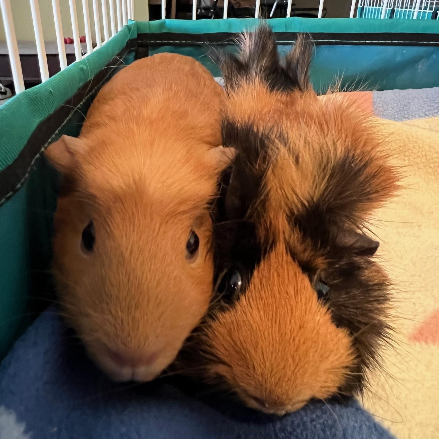 Razzle and Dazzle, Adoptable, Young Female Abyssinian.
