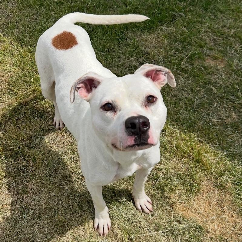 Harry, Adoptable, Adult Male Pit Bull Terrier.