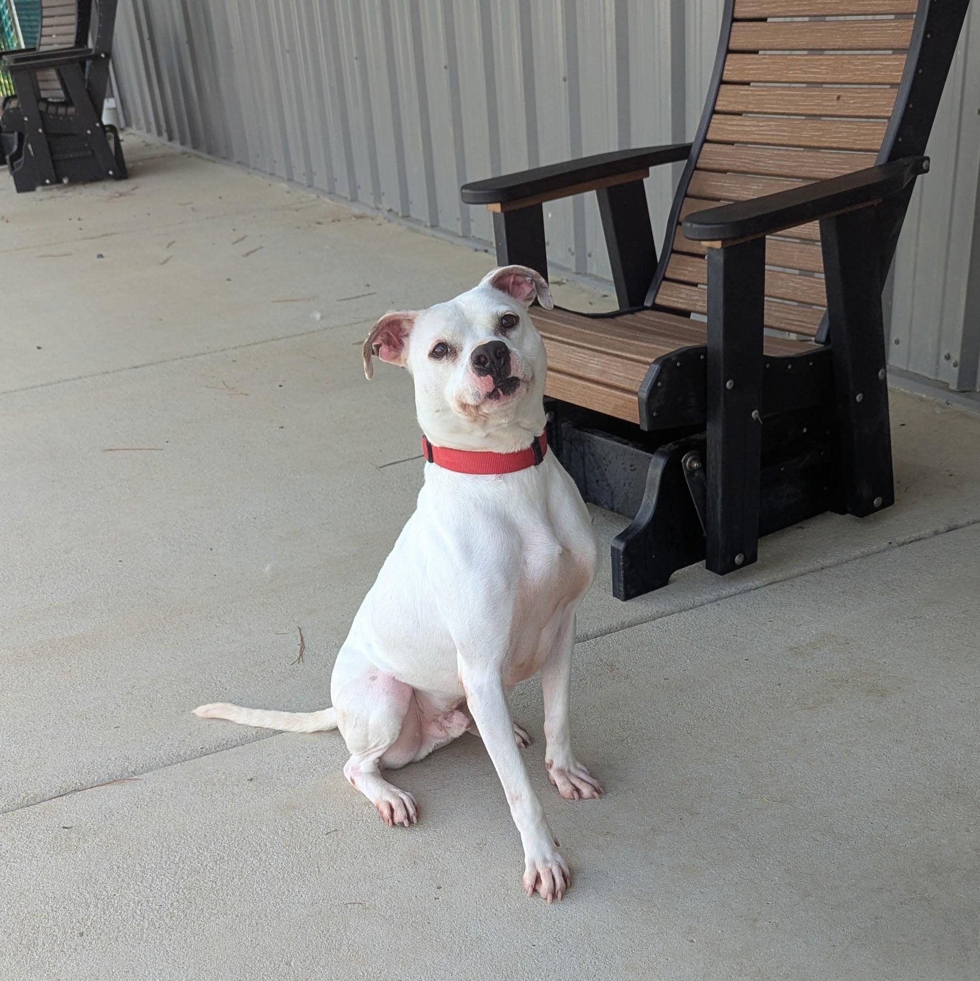Enlarge Harry, a Adoptable mixed breed in Paramus, NJ image 2/6