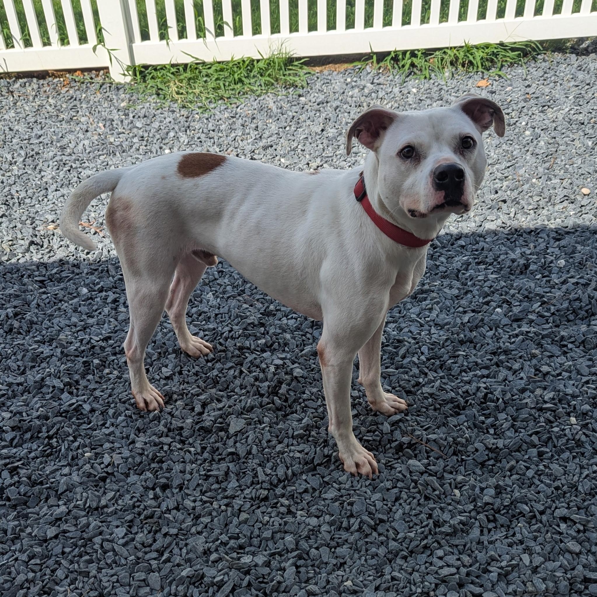 Enlarge Harry, a Adoptable mixed breed in Paramus, NJ image 6/6