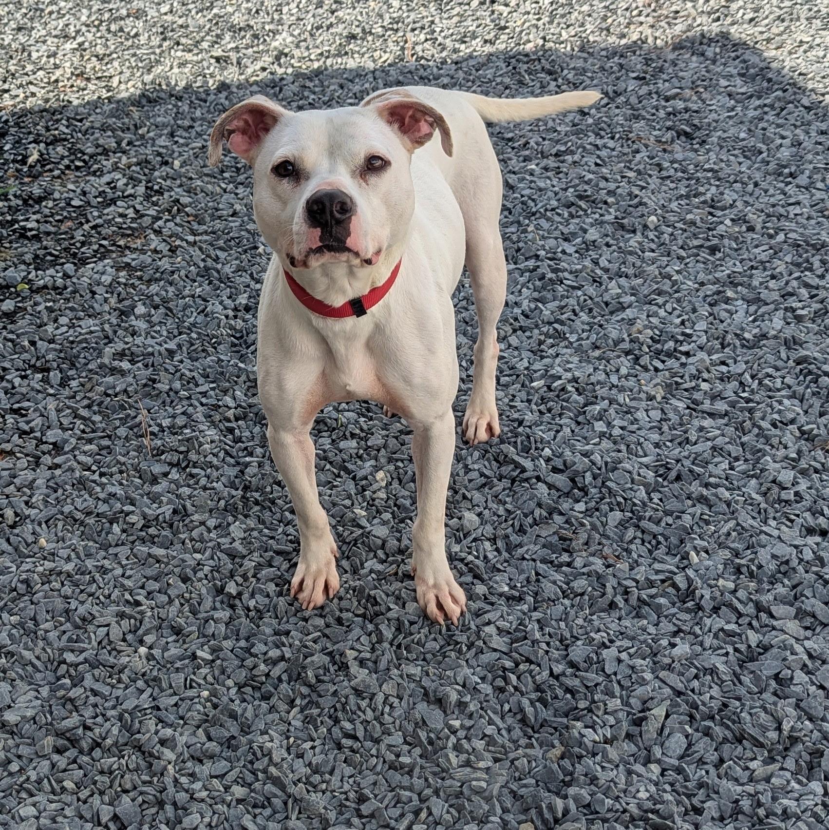 Enlarge Harry, a Adoptable mixed breed in Paramus, NJ image 5/6