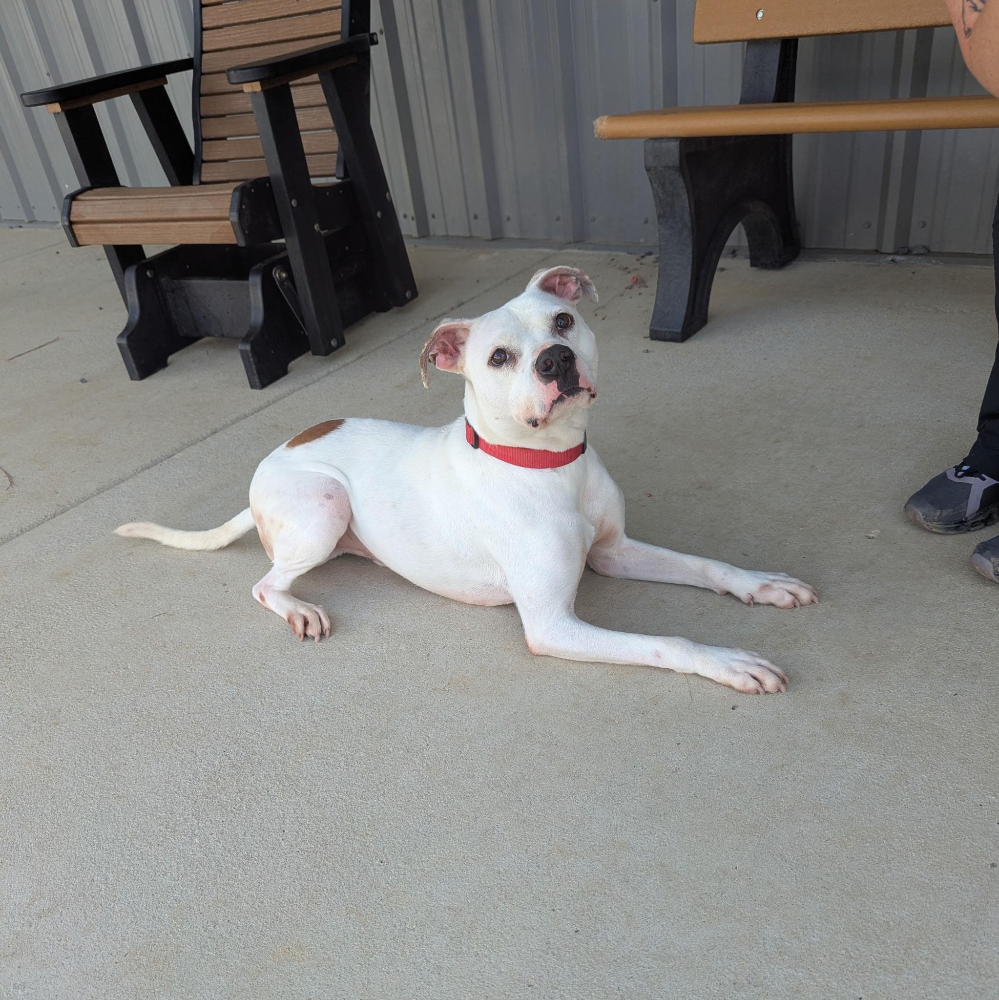 Enlarge Harry, a Adoptable mixed breed in Paramus, NJ image 3/6