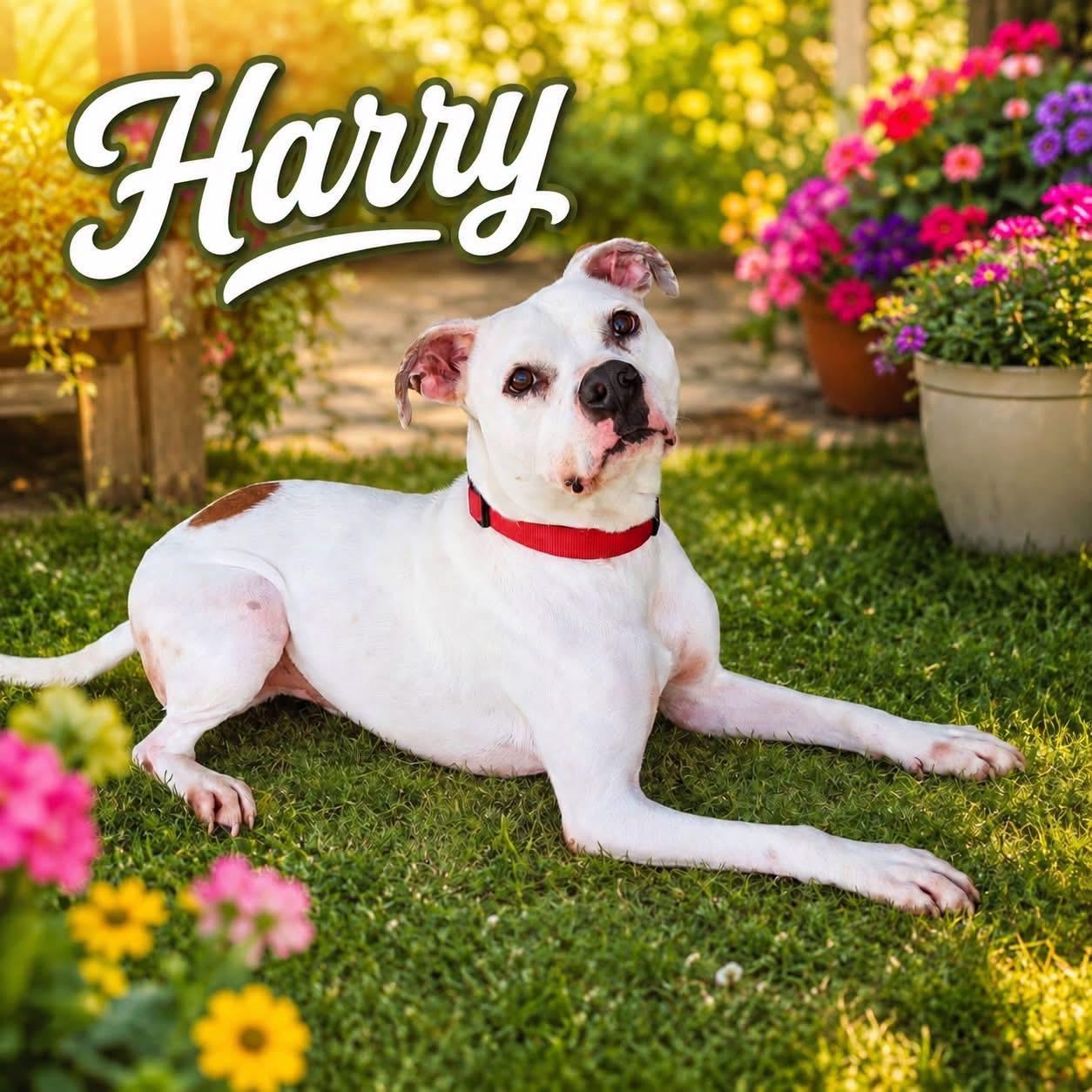 Harry, a Adoptable mixed breed in Paramus, NJ image 1/6
