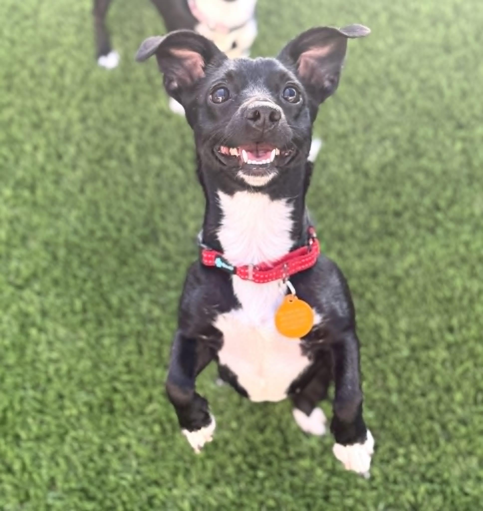 Enlarge Wren, a Adoptable mixed breed in PHOENIX, AZ image 2/6