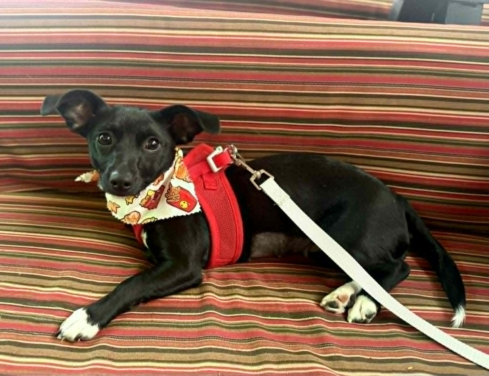 Enlarge Wren, a Adoptable mixed breed in PHOENIX, AZ image 4/6