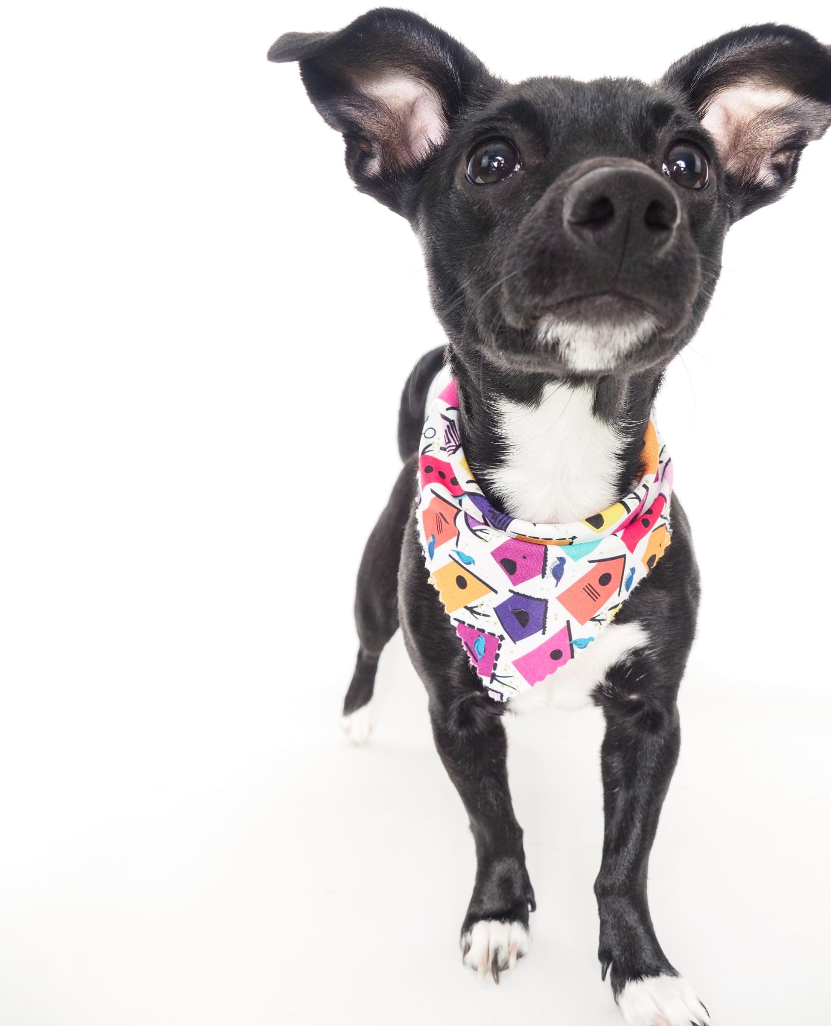 Enlarge Wren, a Adoptable mixed breed in PHOENIX, AZ image 3/6