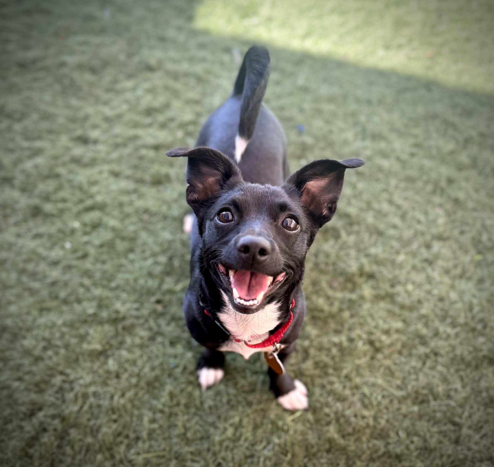 Wren, an adopted mixed breed in PHOENIX, AZ image 6/6