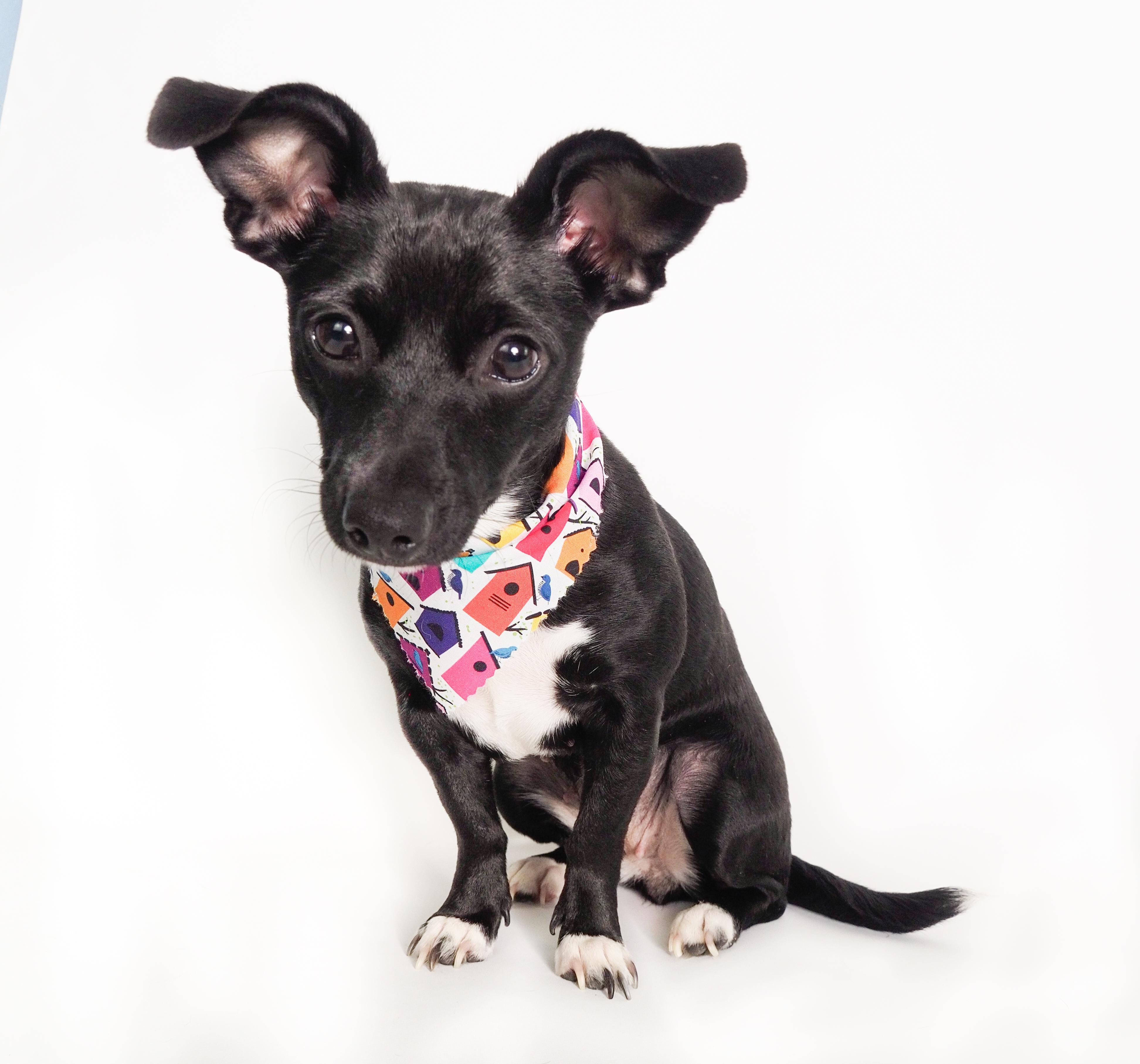 Enlarge Wren, a Adoptable mixed breed in PHOENIX, AZ image 4/6