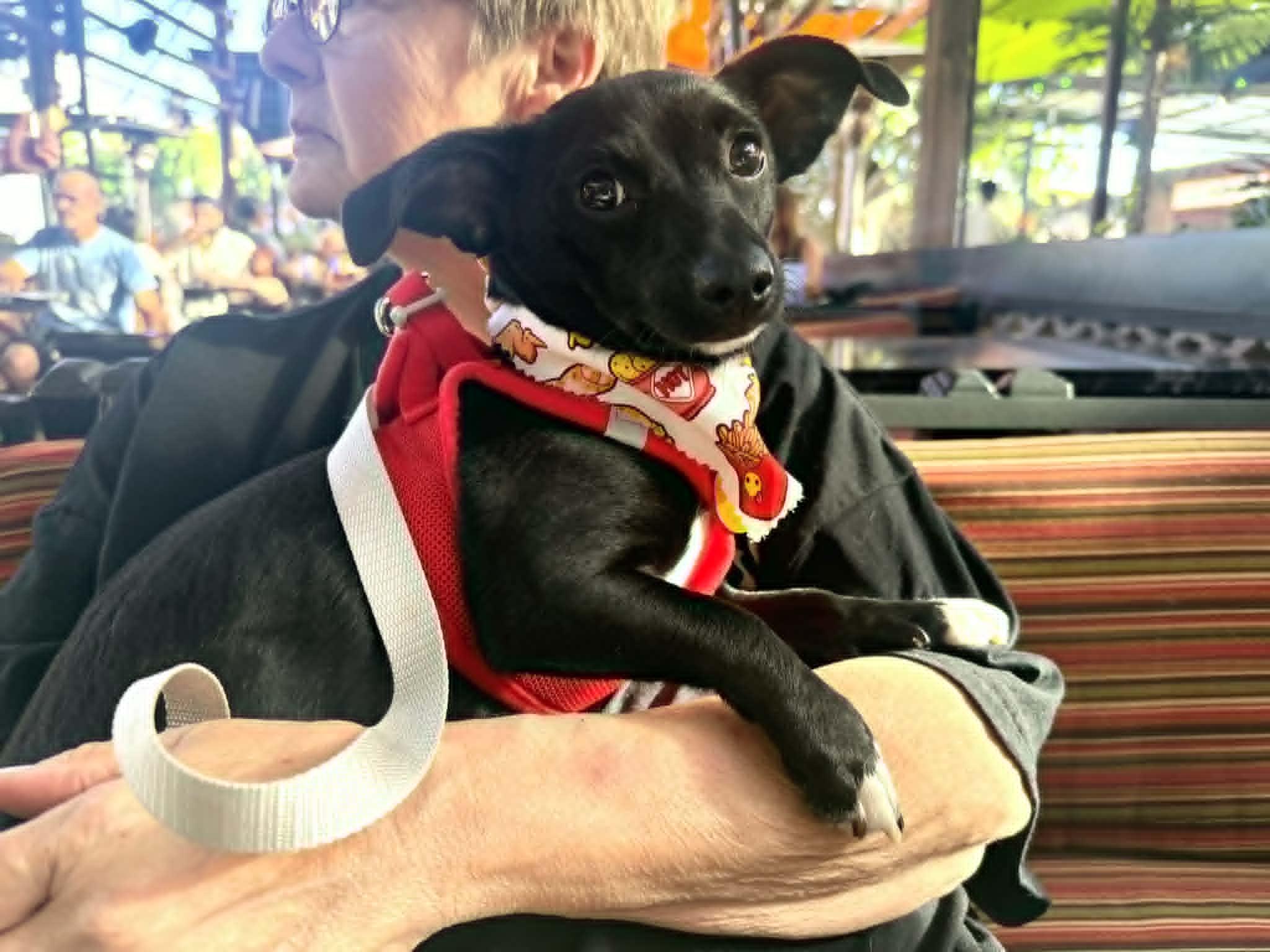 Enlarge Wren, a Adoptable mixed breed in PHOENIX, AZ image 5/6