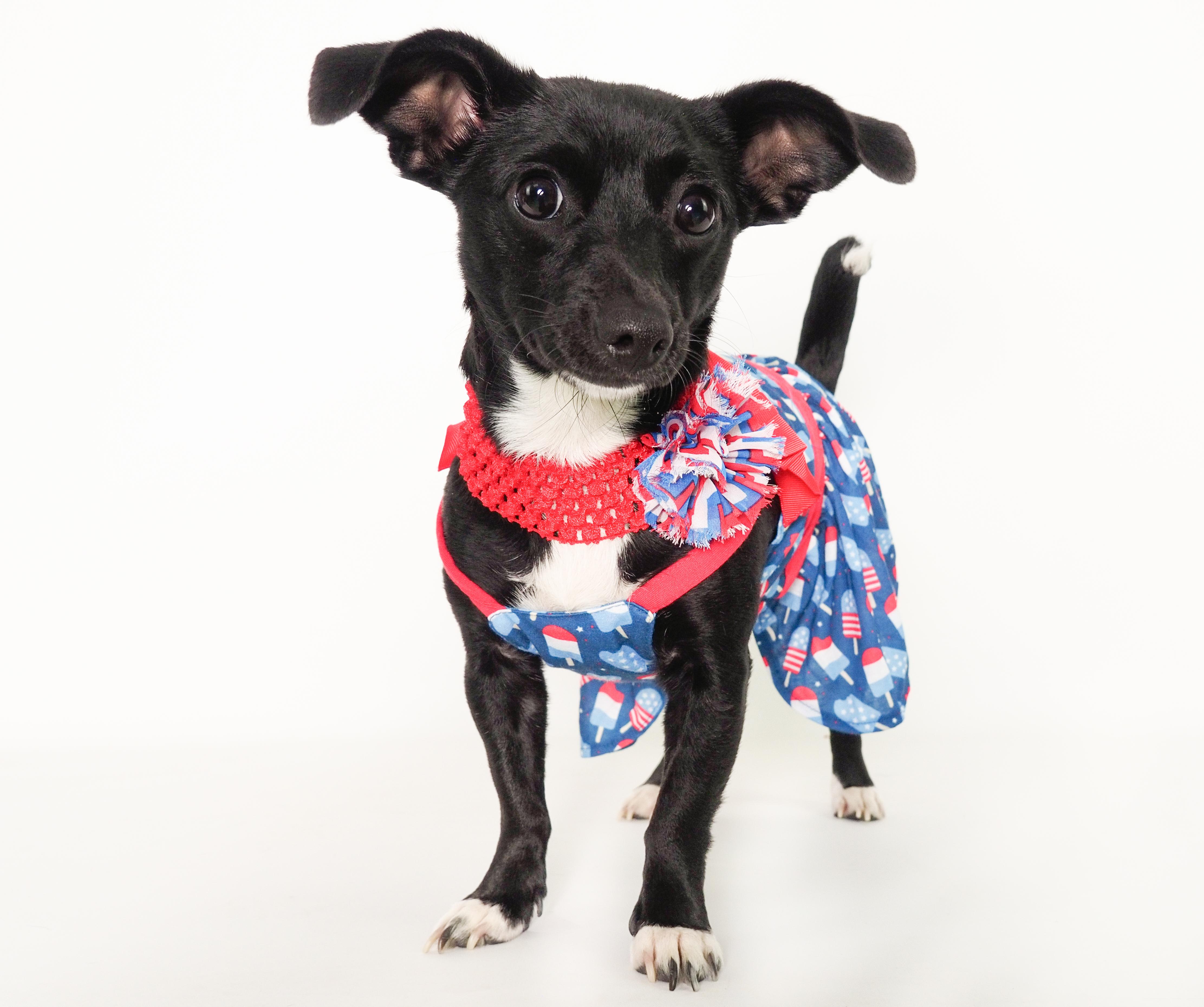 Wren, an adopted mixed breed in PHOENIX, AZ image 1/6