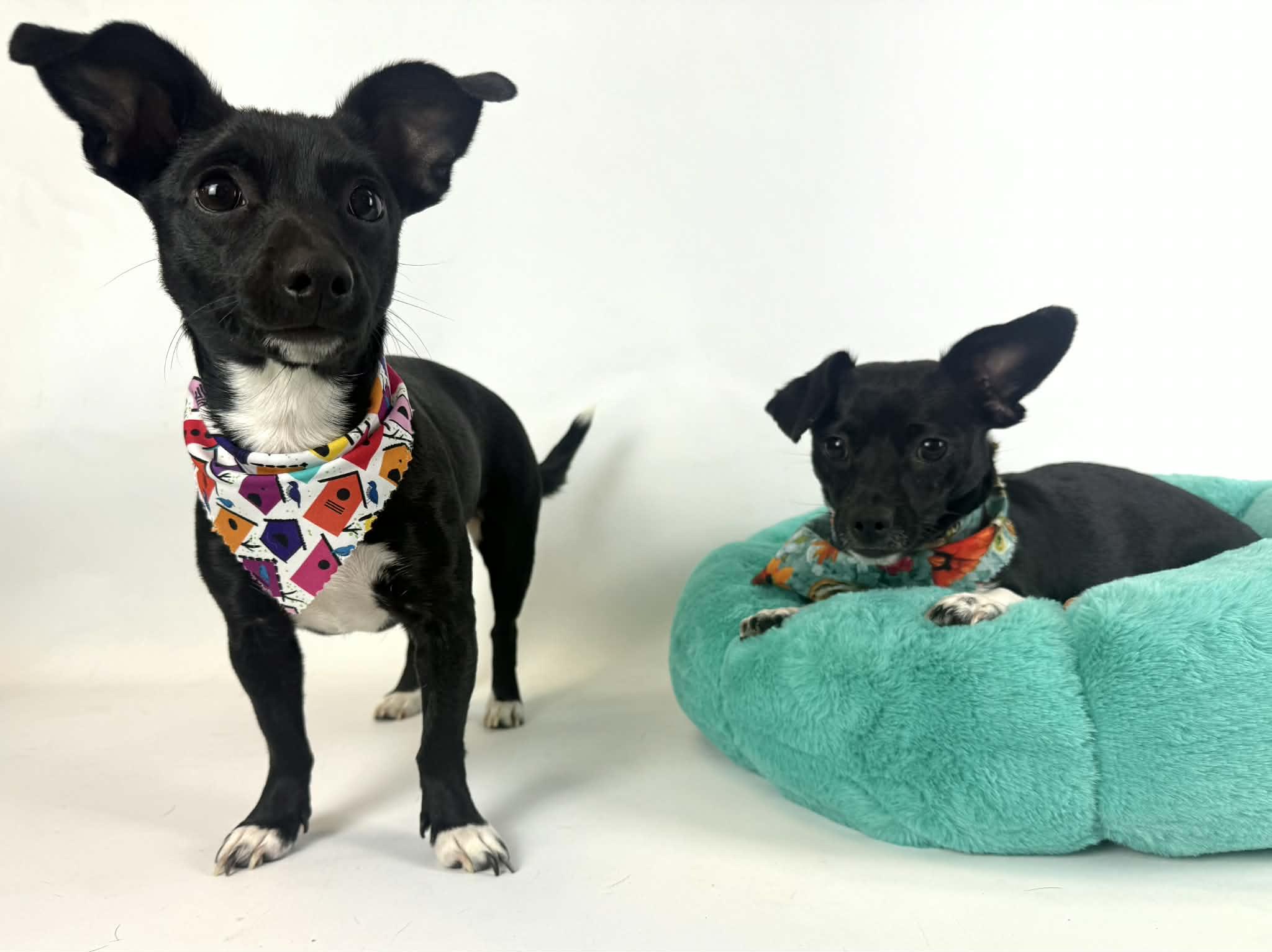 Enlarge Wren, a Adoptable mixed breed in PHOENIX, AZ image 5/6