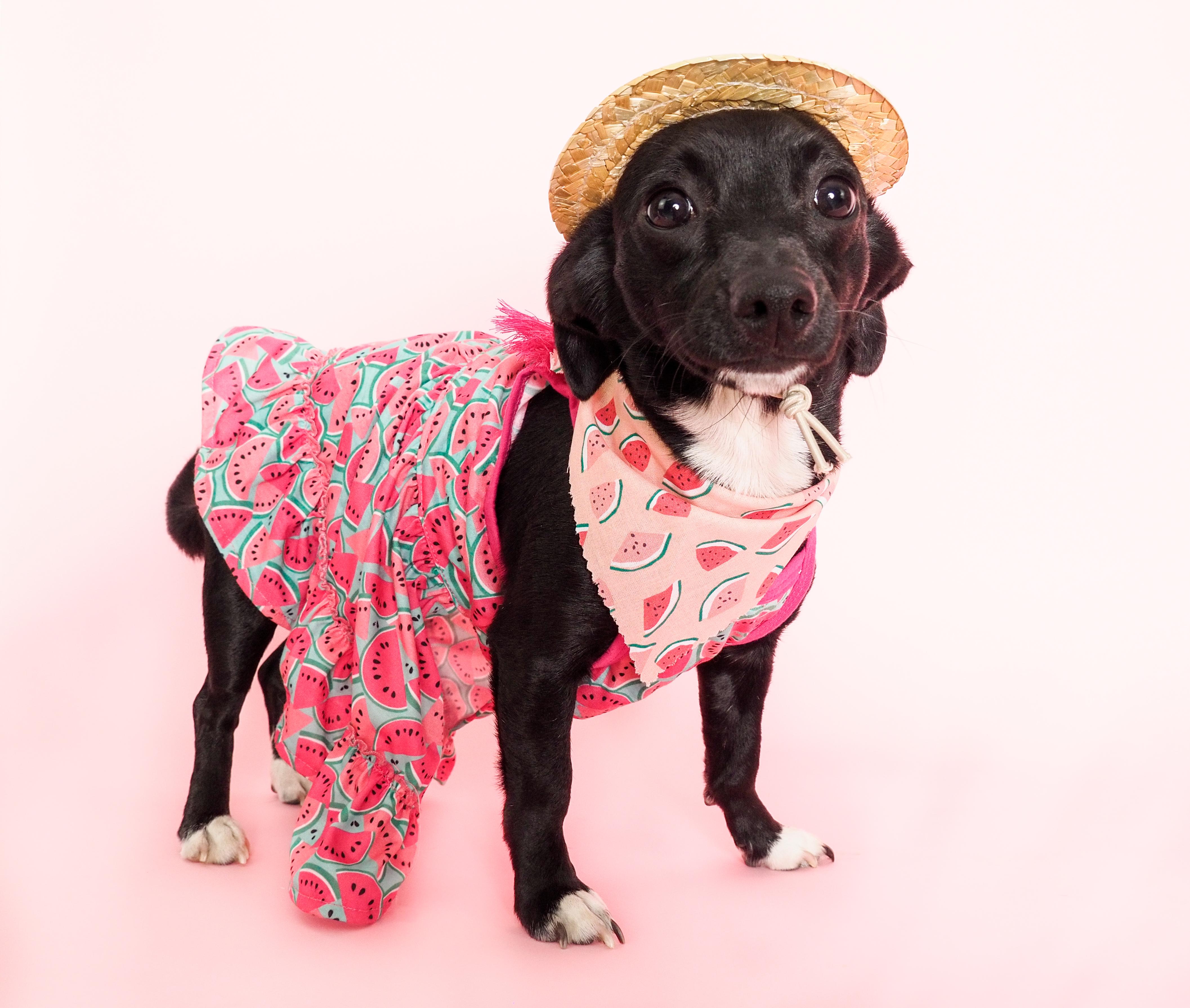 Wren, Adoptable, Young Female Chihuahua & Dachshund.