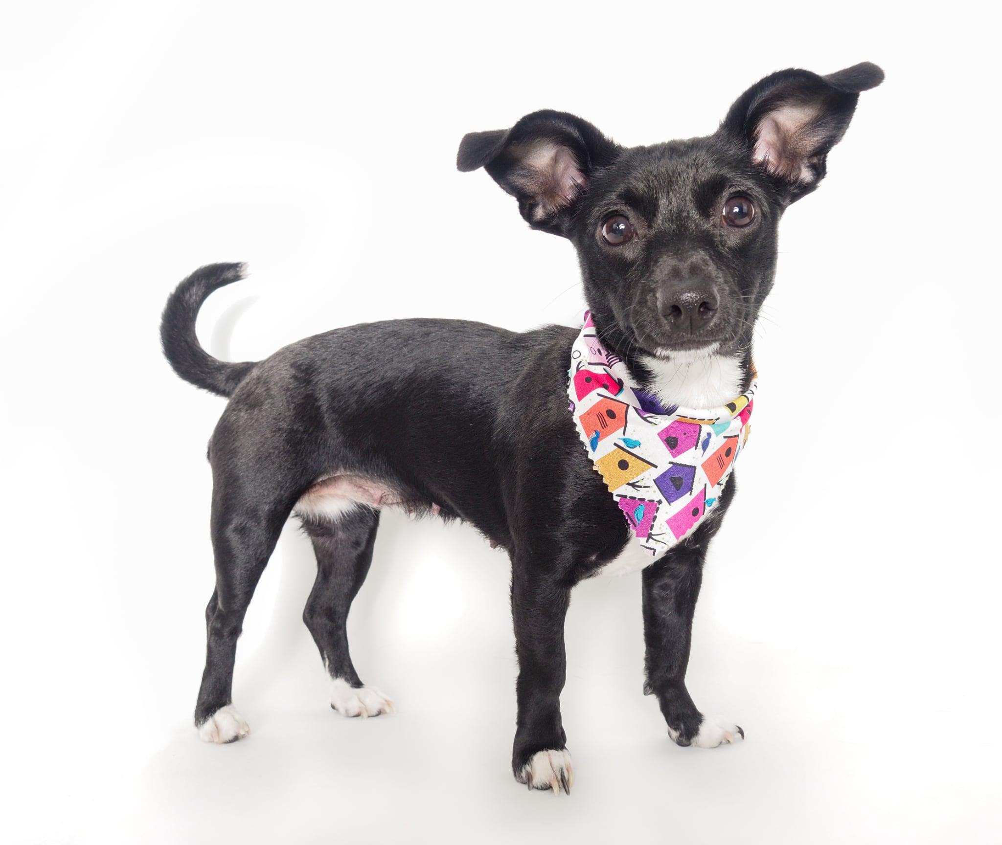 Enlarge Wren, a Adoptable mixed breed in PHOENIX, AZ image 1/6
