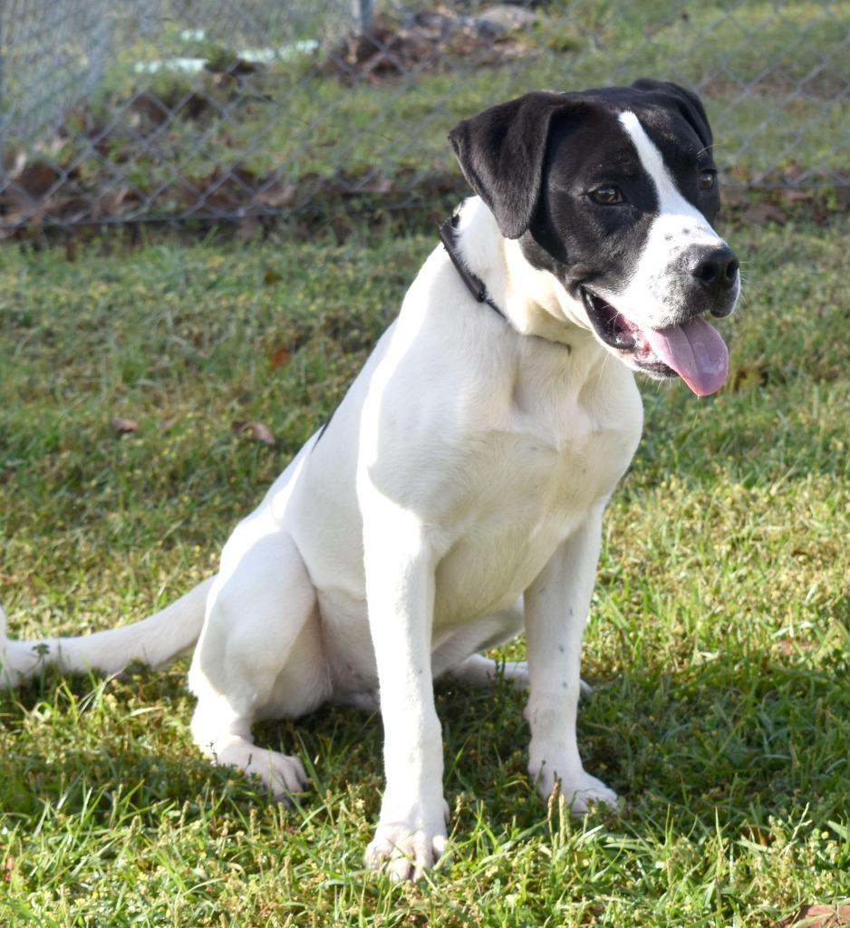 Enlarge Snoopy, a Adoptable mixed breed in Kingsland, GA image 1/4