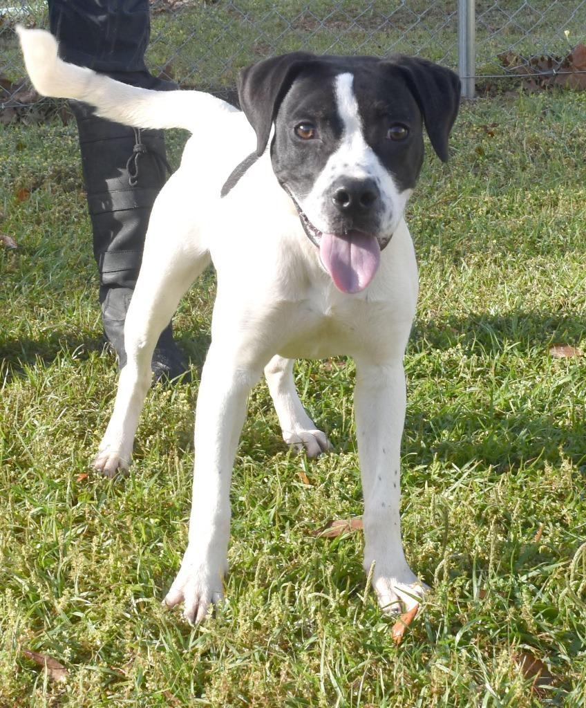 Enlarge Snoopy, a Adoptable mixed breed in Kingsland, GA image 2/4