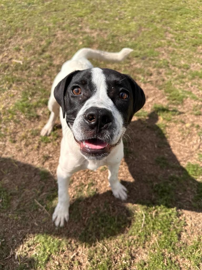 Enlarge Snoopy, a Adoptable mixed breed in Kingsland, GA image 3/4