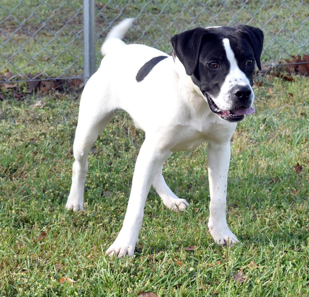 Enlarge Snoopy, a Adoptable mixed breed in Kingsland, GA image 4/4
