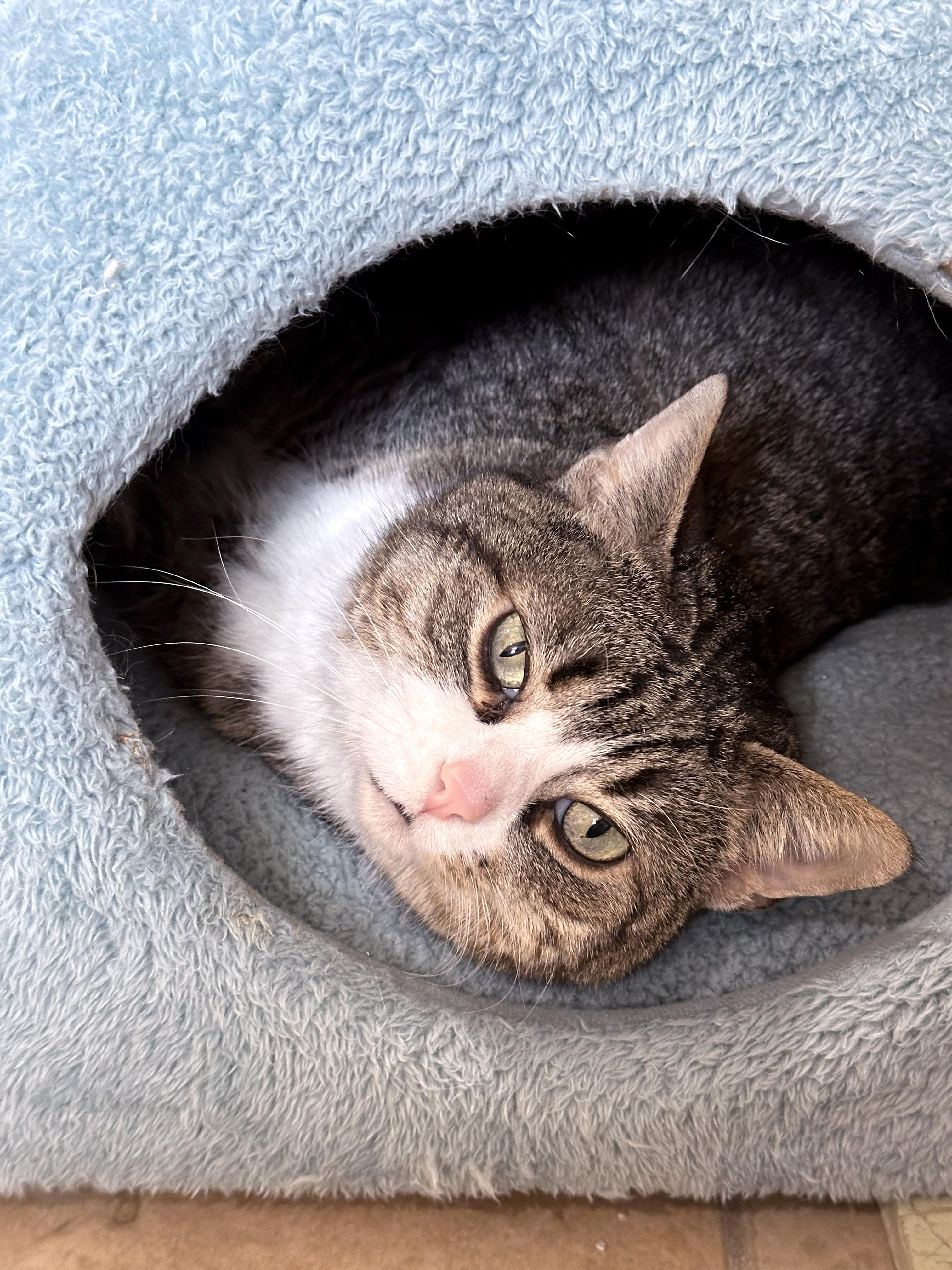 Enlarge Cadbury, an adoptable Domestic Short Hair in Crystal Lake, IL image 3/6