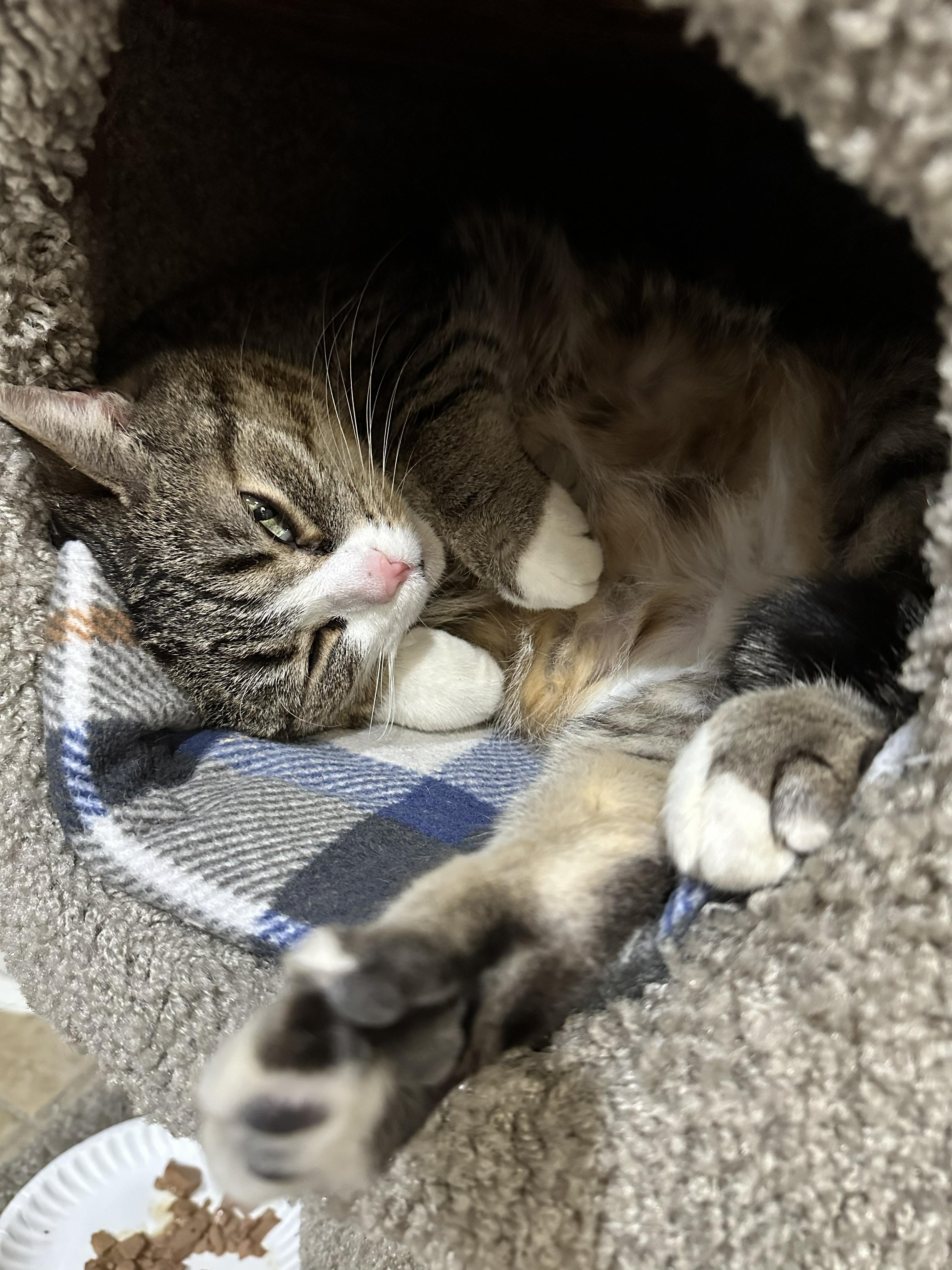 Enlarge Cadbury, an adoptable Domestic Short Hair in Crystal Lake, IL image 2/6