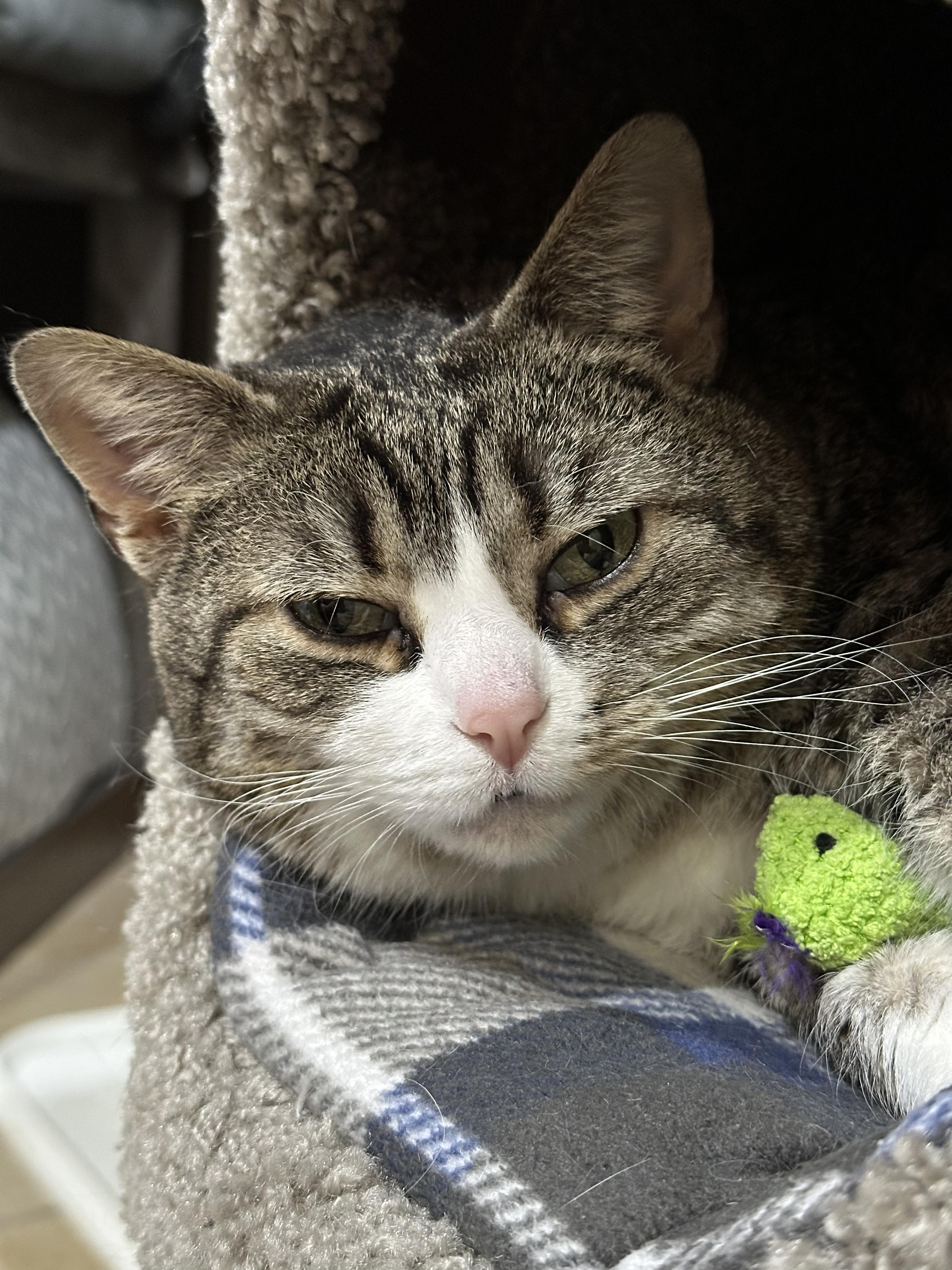 Enlarge Cadbury, an adoptable Domestic Short Hair in Crystal Lake, IL image 6/6