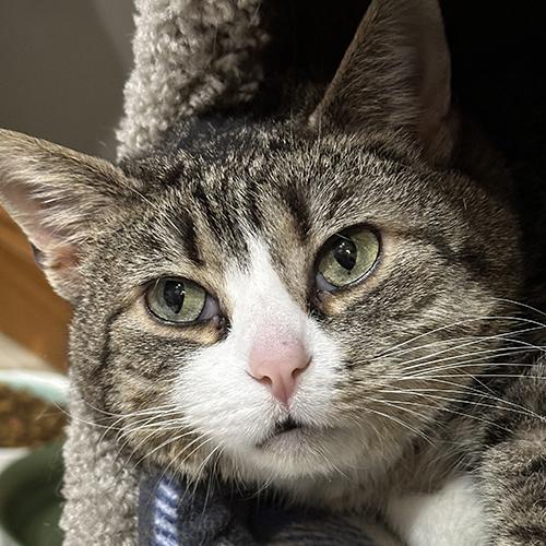Enlarge Cadbury, an adoptable Domestic Short Hair in Crystal Lake, IL image 1/6