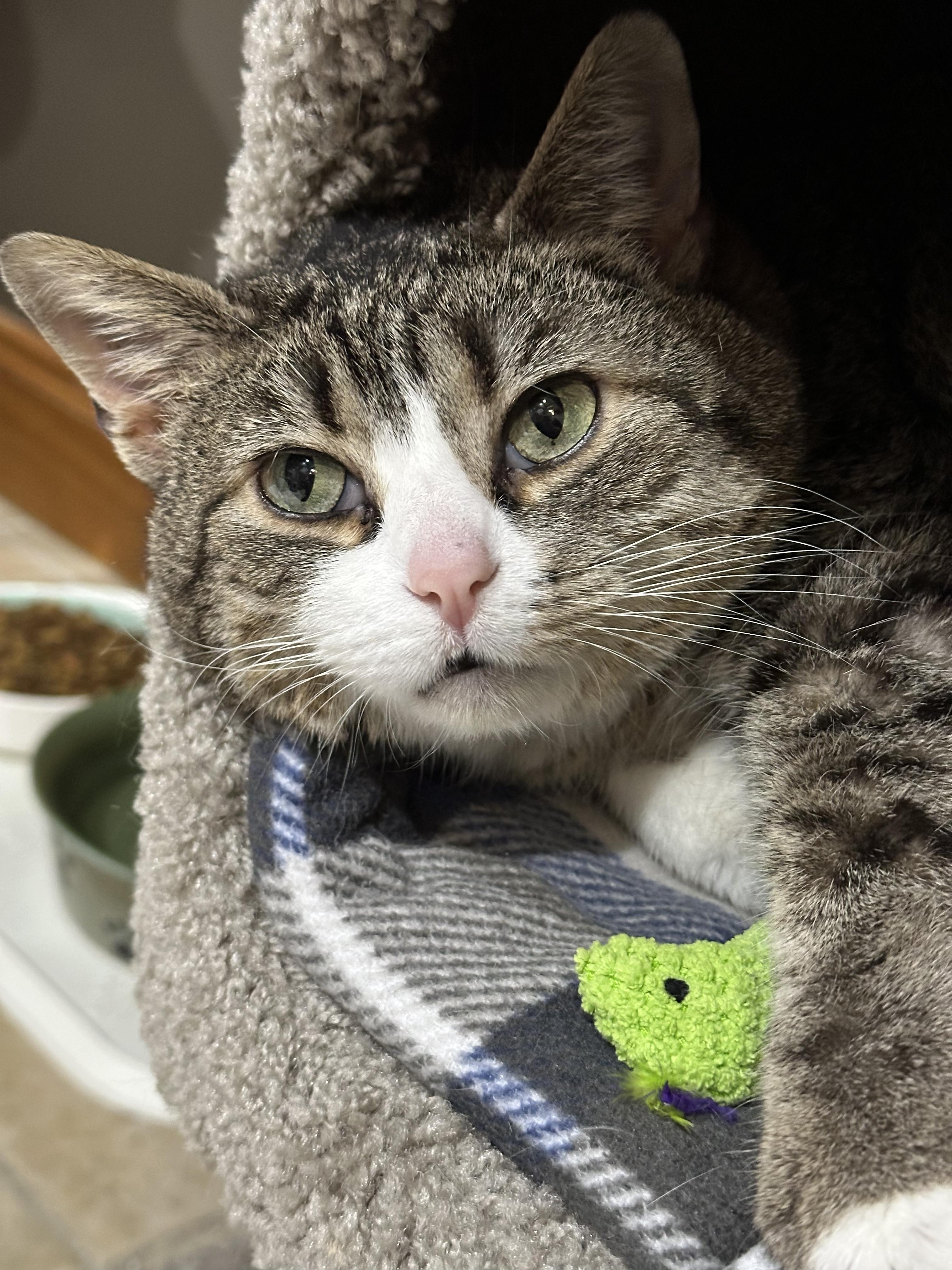 Enlarge Cadbury, an adoptable Domestic Short Hair in Crystal Lake, IL image 4/6