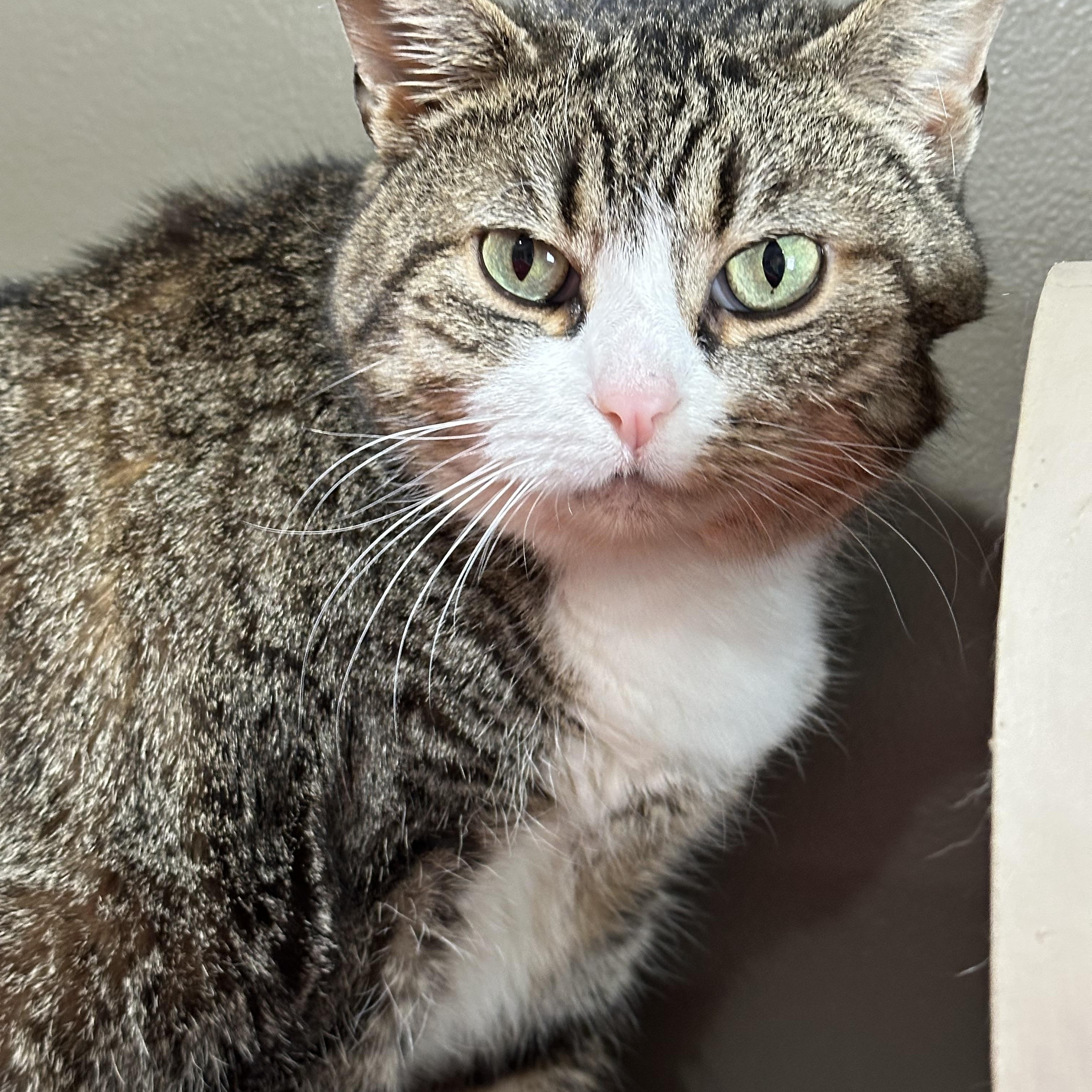 Enlarge Cadbury, an adoptable Domestic Short Hair in Crystal Lake, IL image 5/6
