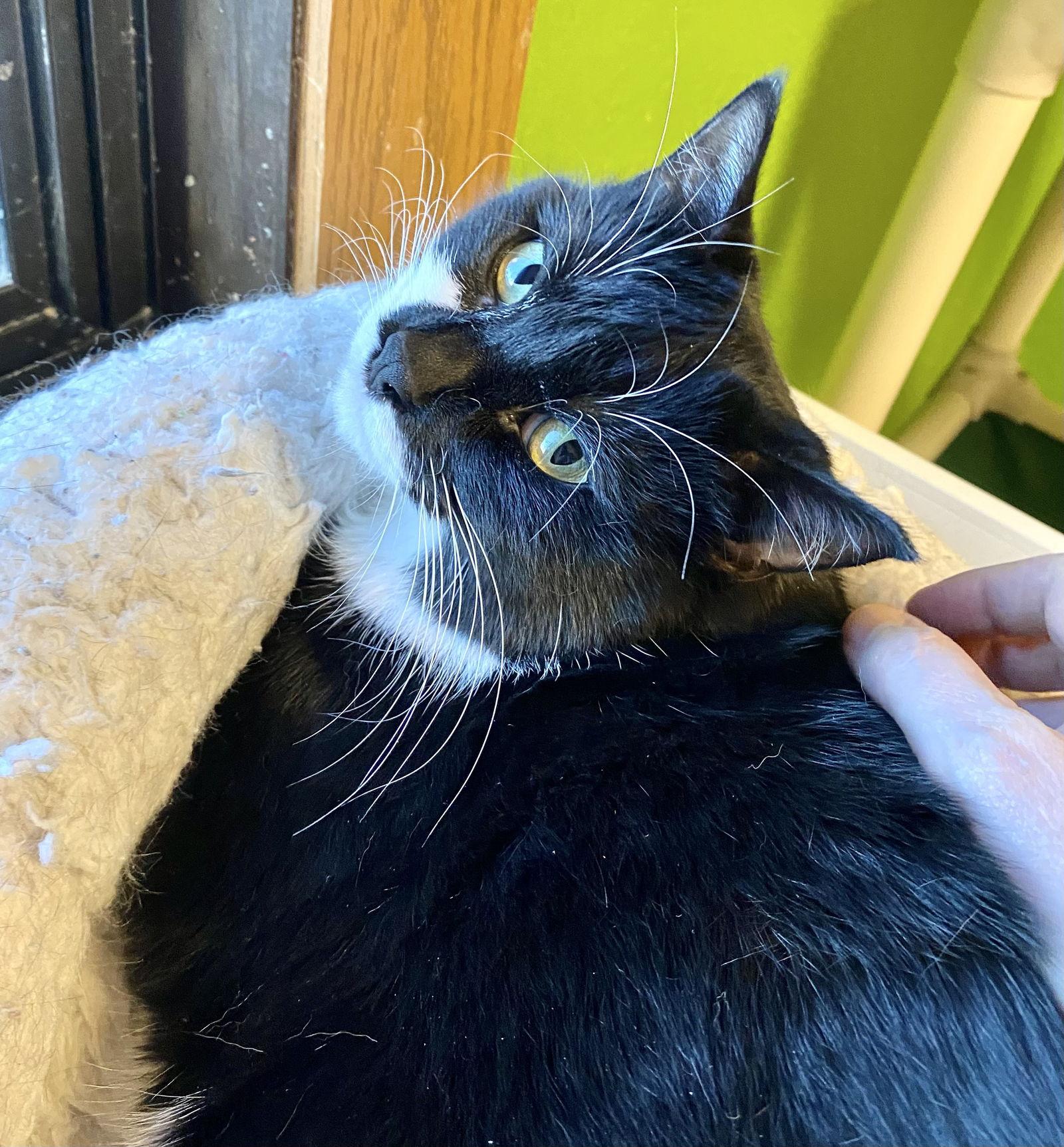 Tylissa, Adoptable, Adult Female Domestic Short Hair & Tuxedo.