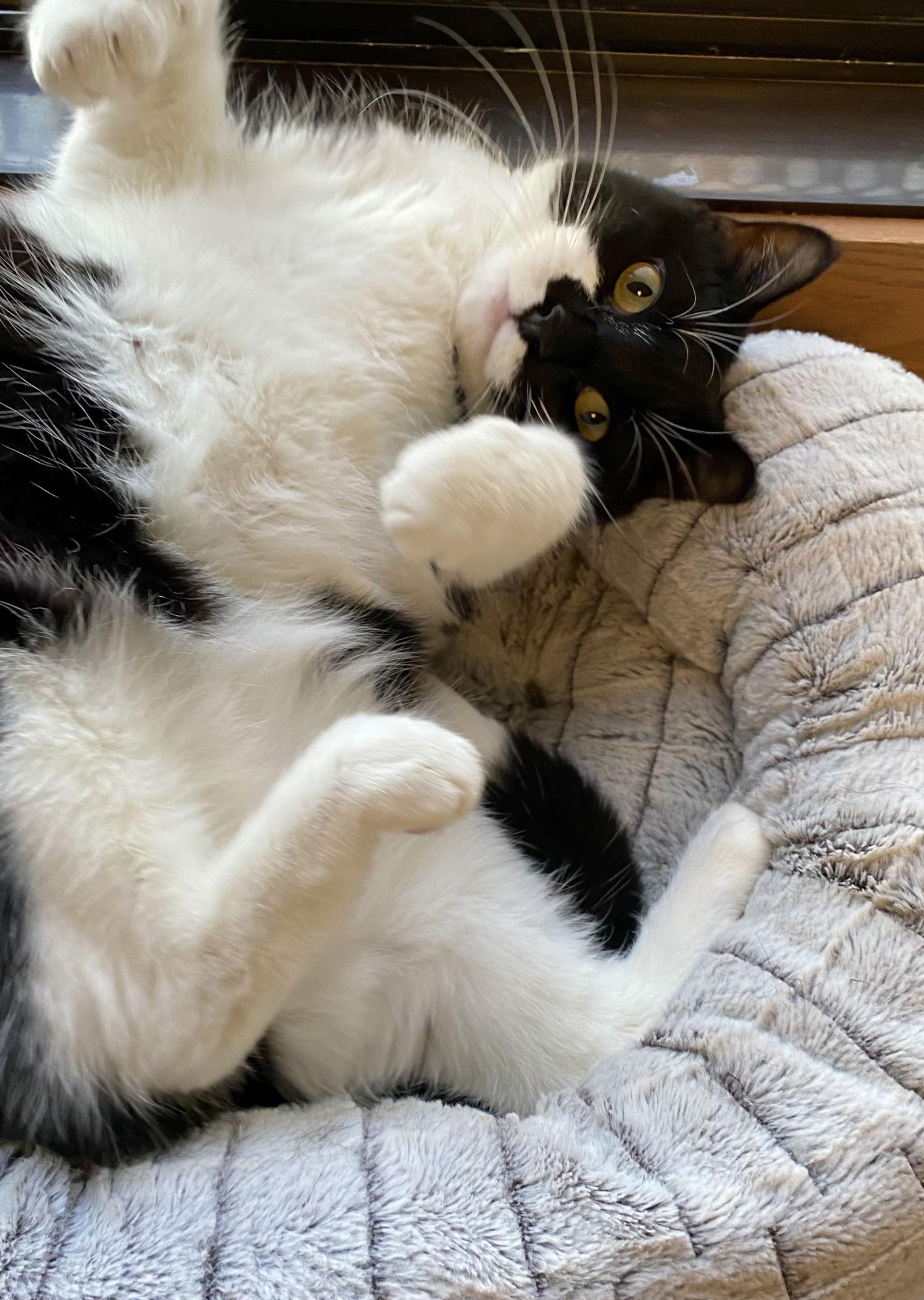 Enlarge Tylissa, a Adoptable mixed breed in Fargo, ND image 2/3