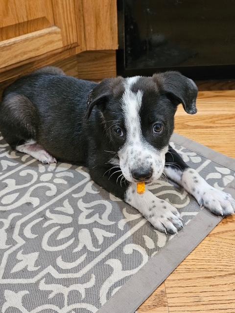 Enlarge Ayla, a ADOPTABLE mixed breed in Littleton, CO image 2/2