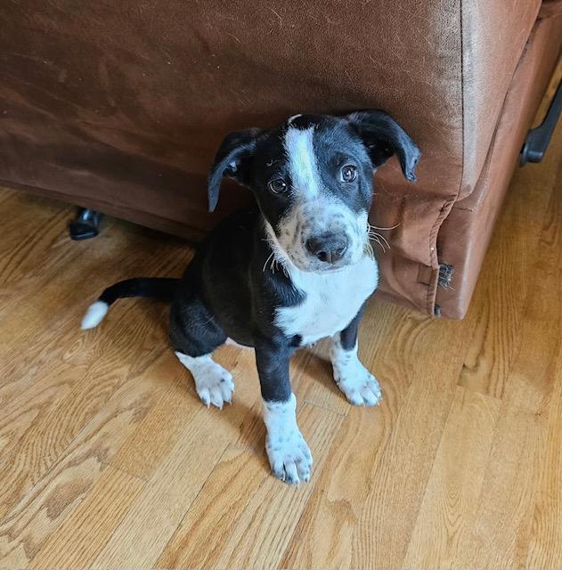 Enlarge Ayla, a ADOPTABLE mixed breed in Littleton, CO image 4/4