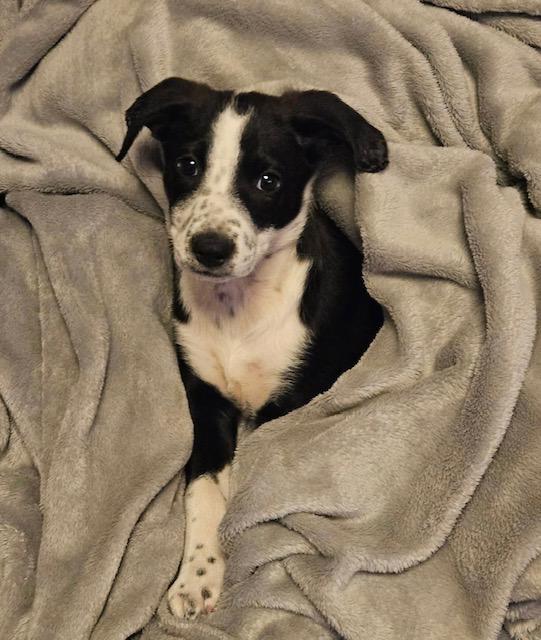 Ayla, ADOPTABLE, Puppy Female Shepherd.