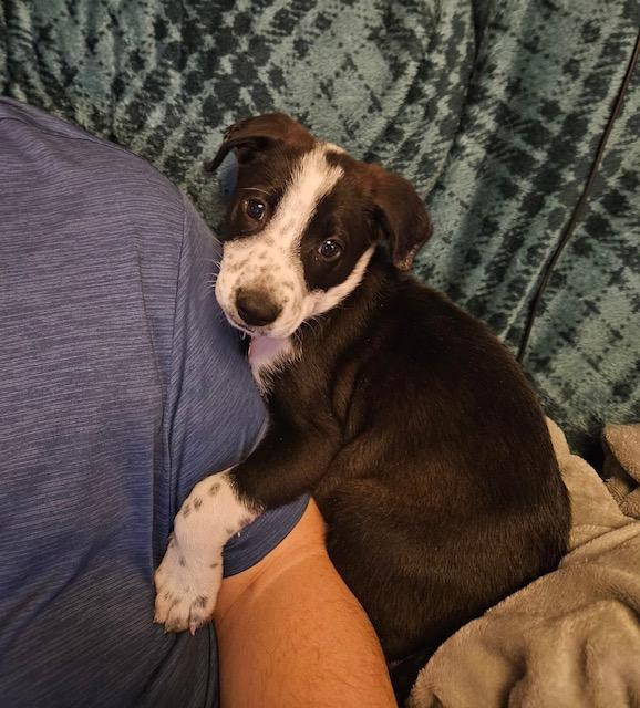 Ayla, ADOPTABLE, Puppy Female Shepherd.