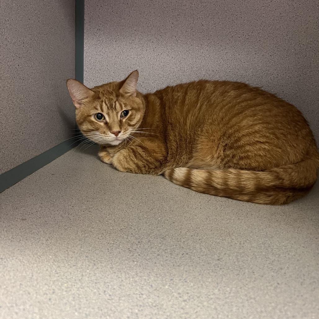 Saka, Adoptable, Adult Male Domestic Short Hair.