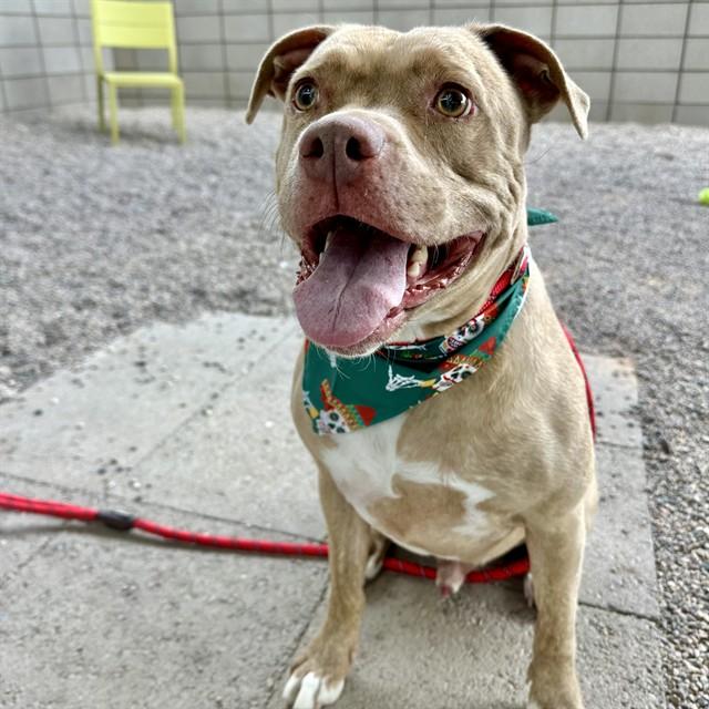 TIGERE, Adoptable, Adult Male Labrador Retriever & Pit Bull Terrier.
