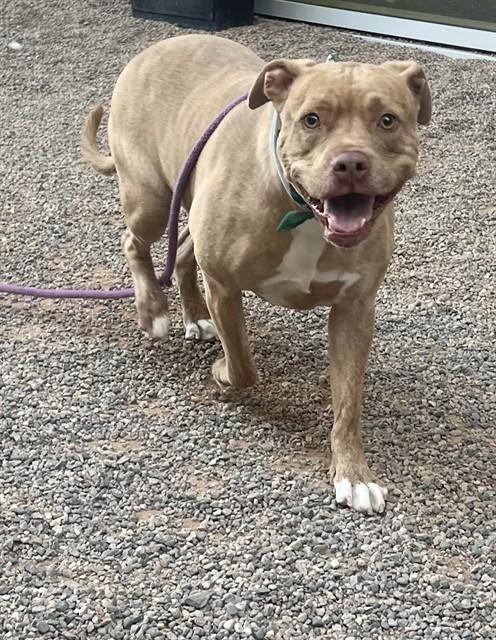TIGERE, Adoptable, Adult Male Labrador Retriever & Pit Bull Terrier.
