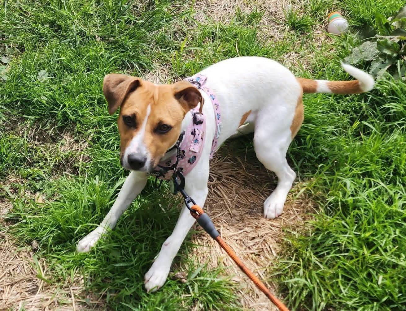Enlarge Winnie, a ADOPTABLE mixed breed in Washington , PA image 1/1