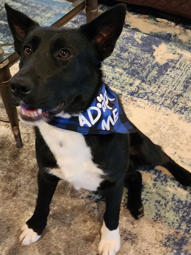 Keno, Adopted, Young Male Border Collie & German Shepherd Dog.