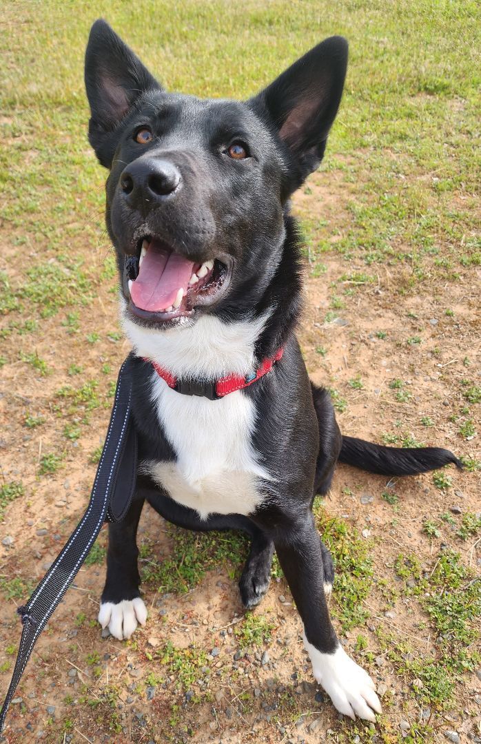 Keno, a Adopted mixed breed in Cottonwood, CA image 2/12