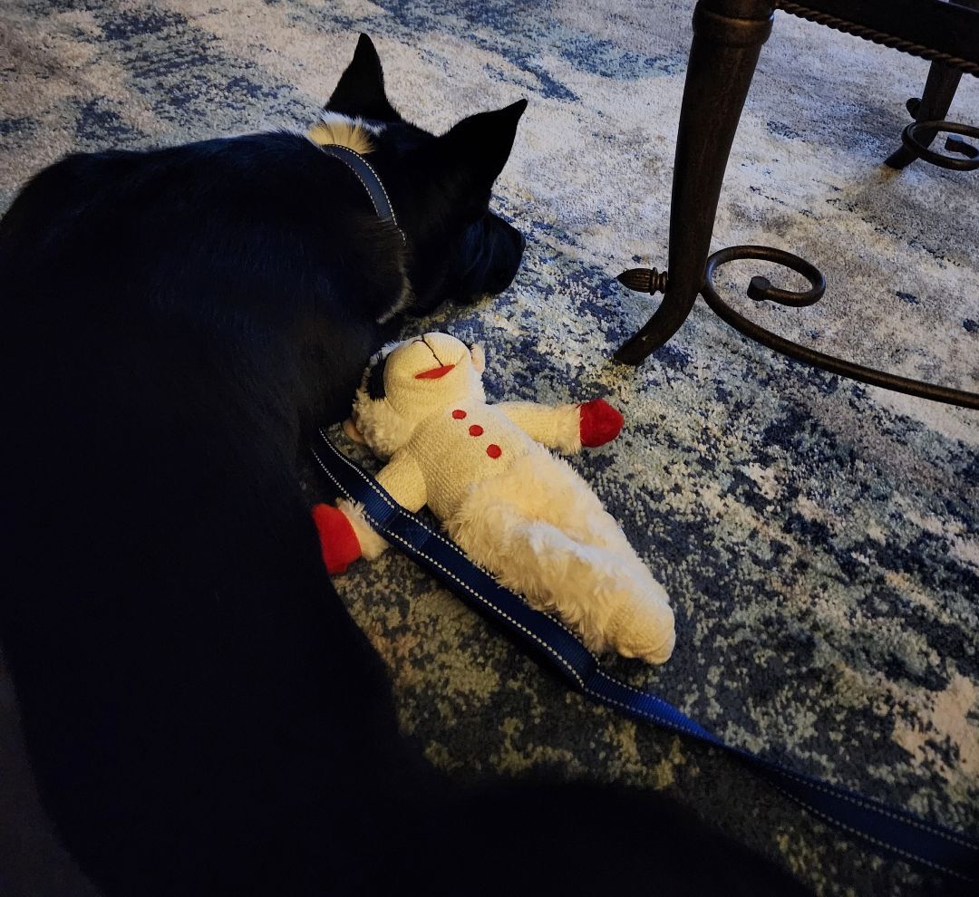 Keno, a Adopted mixed breed in Cottonwood, CA image 3/12