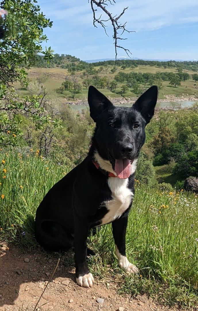 Keno, a Adopted mixed breed in Cottonwood, CA image 4/12